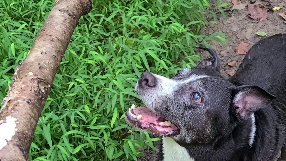 Desperate for Tree Branch